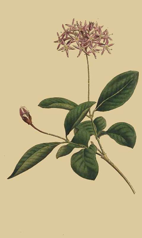 147 Dais Cotinifolia Cotinus Leaved Dais 