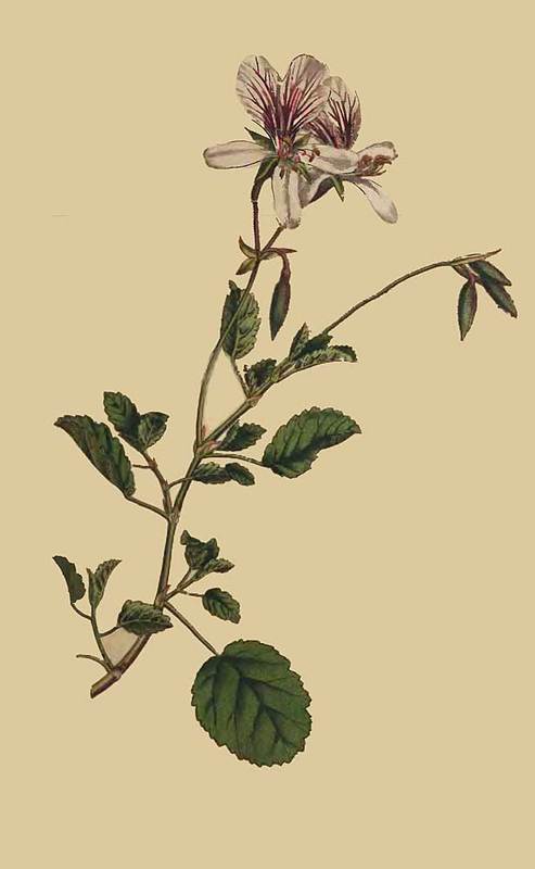 148 Pelargonium Betulinum Birch leaved Crane s Bil