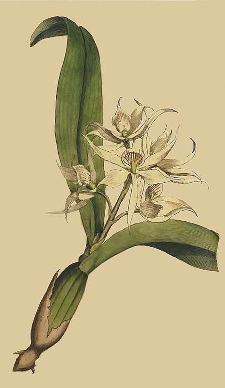 152 Epidendrum Cochleatum Two Leaved Epidendrum