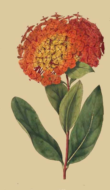 169 Ixora Coccinea Scarlet Ixora 