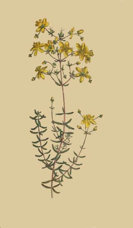 178 Hypericum Coris Heath Leaved St John s Wort 