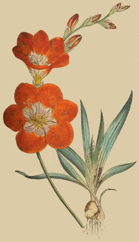 184 Ixia Crocata Saffron coloured Ixia