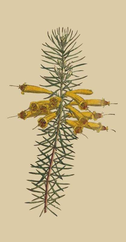 189 Erica Grandiflora Great flowered Heath 