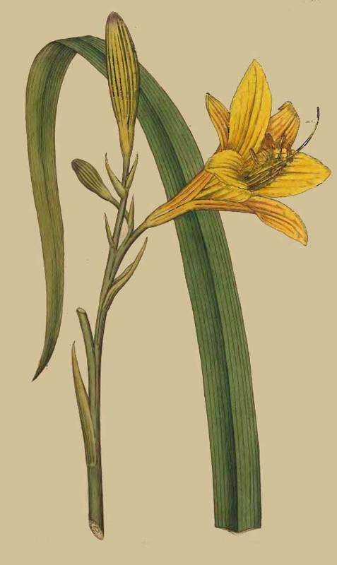 19 Hemerocallis Flava Yellow Day lily 