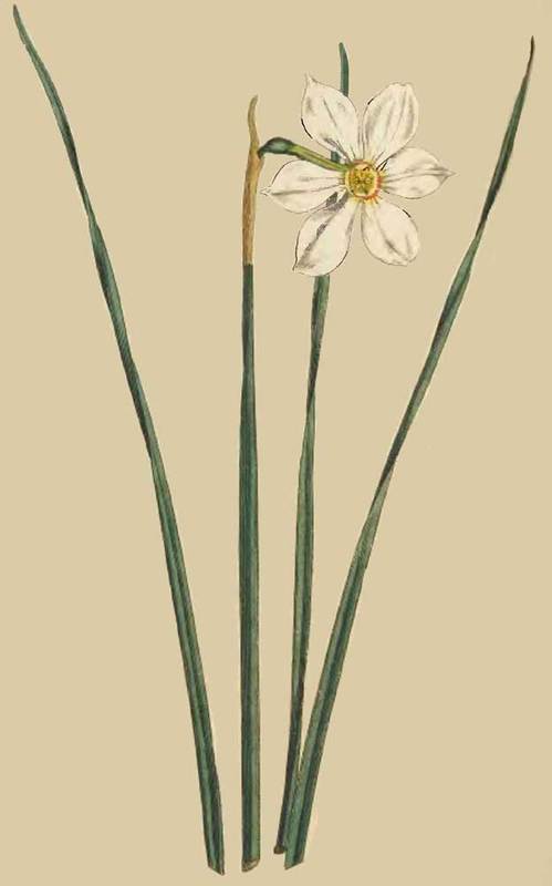193 Narcissus Angustifolius Narrow Leaved Narcissu