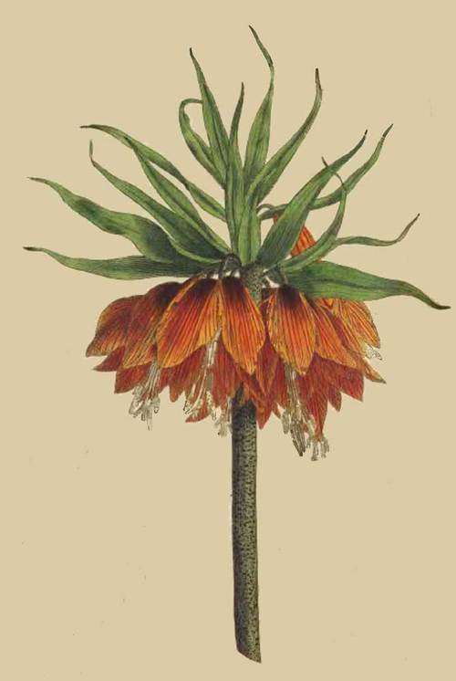 194 Fritillaria Imperialis Crown Imperial 