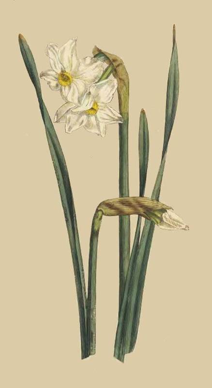 197 Narcissus Biflorus Two Flowered Narcissus