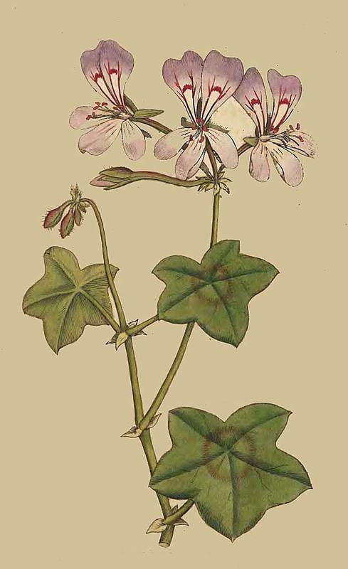 20 Geranium Peltatum Ivy Leaved Geranium