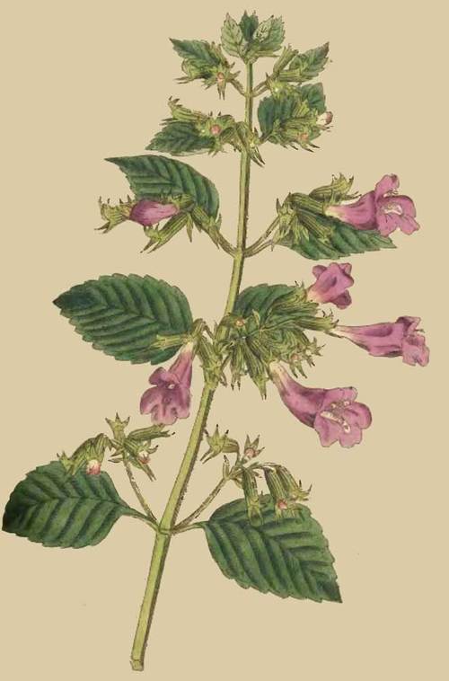 208 Melissa Grandiflora Great Flowered Balm 