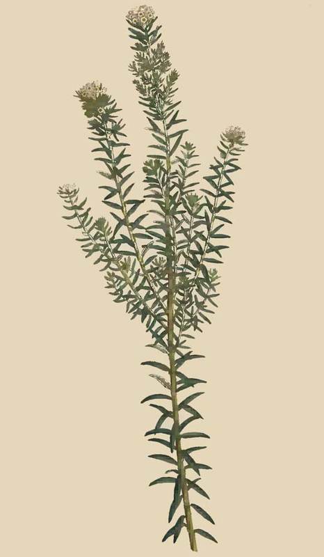 224 Phylica Ericoides Heath LeavED Phylica 