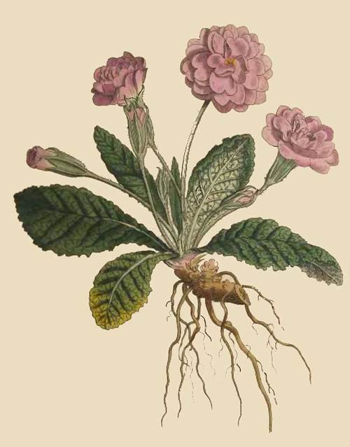 229 Primula Acaulis Fl Pleno Carneo Double Lilac P 
