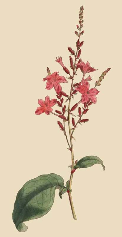 230 Plumbago Rosea Rose Coloured Leadwort