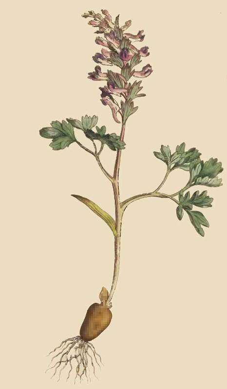 231 Fumaria Solida Solid Rooted Fumitory