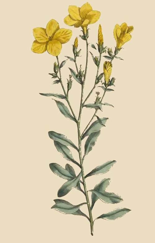 234 Linum Arboreum Tree Flax