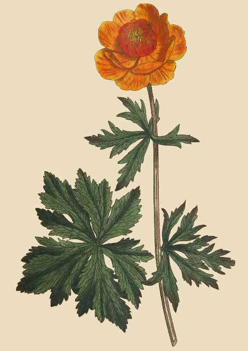 235 Trollius Asiaticus Asiatic Globe Flower 