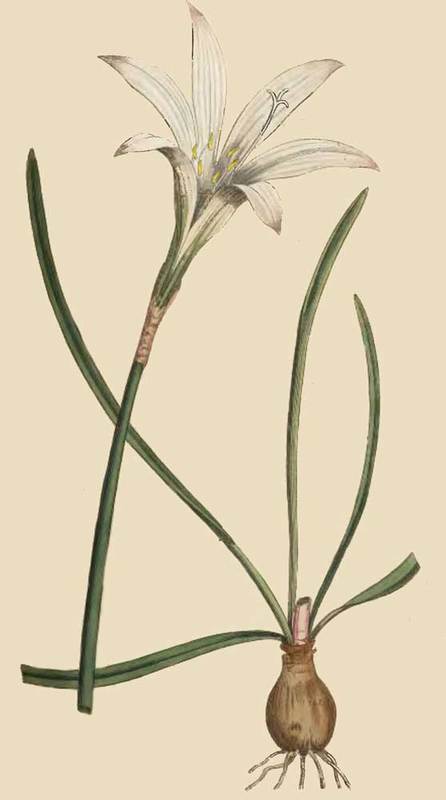 239 Amaryllis Atamasco Atamasco Lily