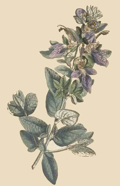 245 Teucrium Latifolium Broad LeavED Shrubby Germa 