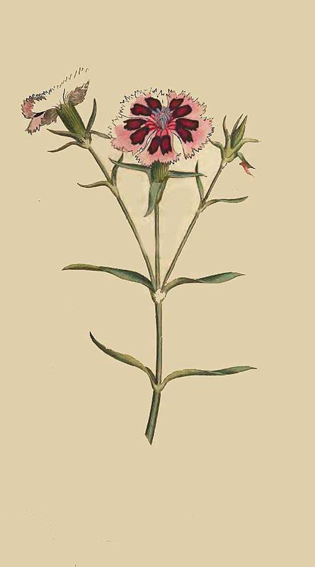 25 Dianthus chinensis China or Indian Pink 