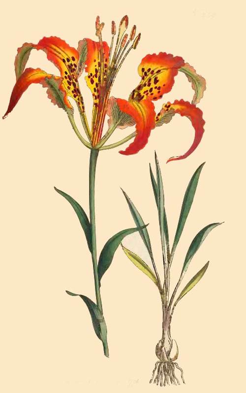 259 Lilium Catesbaei Catesby s Lily