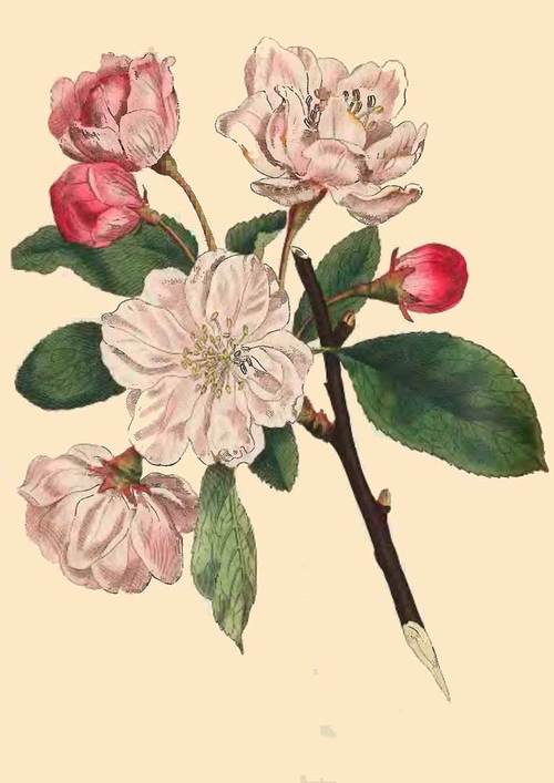 267 Pyrus Spectabilis Chinese Apple Tree