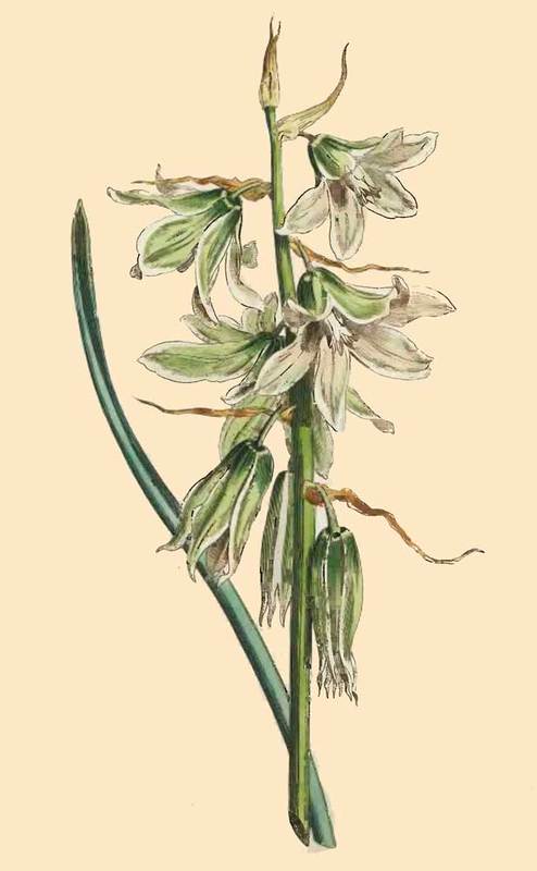 269 Ornithogalum Nutans Neapolitan Star Of Bethleh 