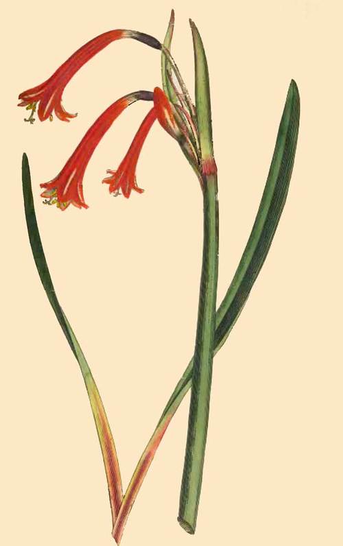 271 Cyrtanthus Angustifolius Narrow Leaved Cyrtant 