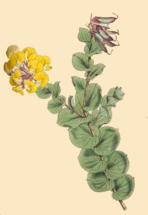 274 Borbonia Crenata Heart Leaved Borbonia