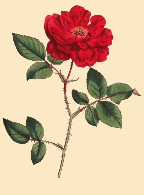 284 Rosa Semperflorens Ever Blowing Rose 