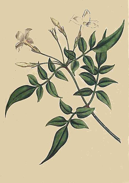 31 Jasminum officinale Common Jasmine or Jessamine 