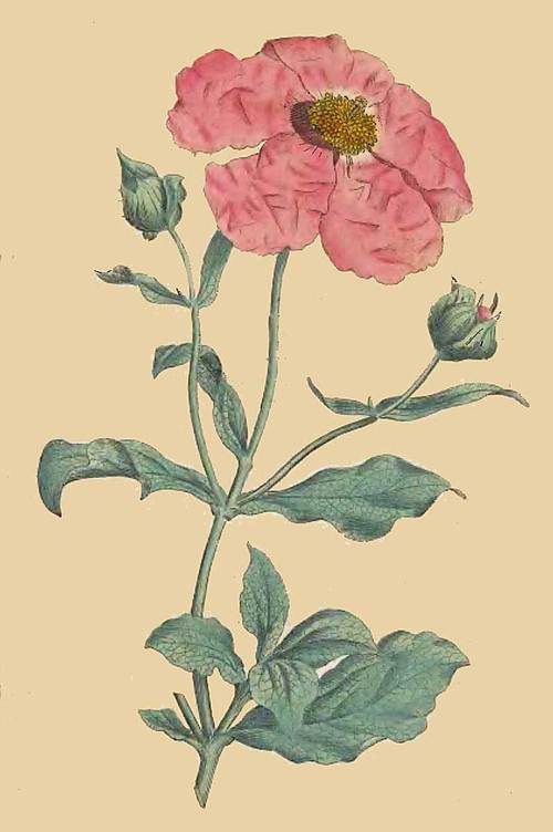 43 Cistus incanus Hoary or Rose Cistus