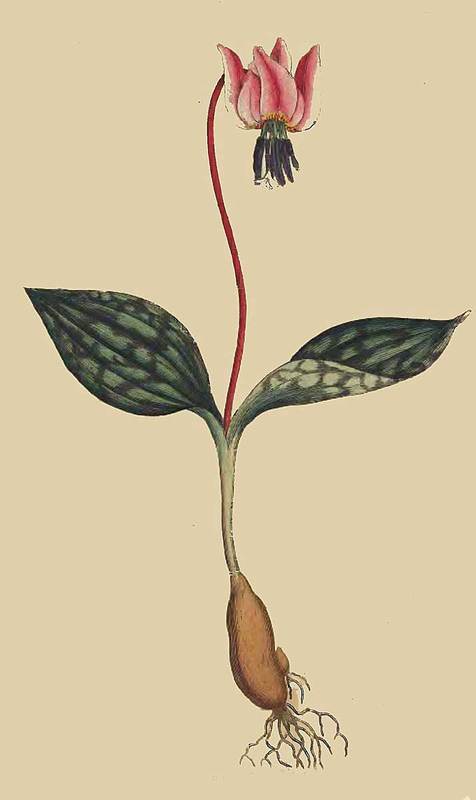 5 Erythronium Dens Canis Dogs Tooth or Dogs Tooth