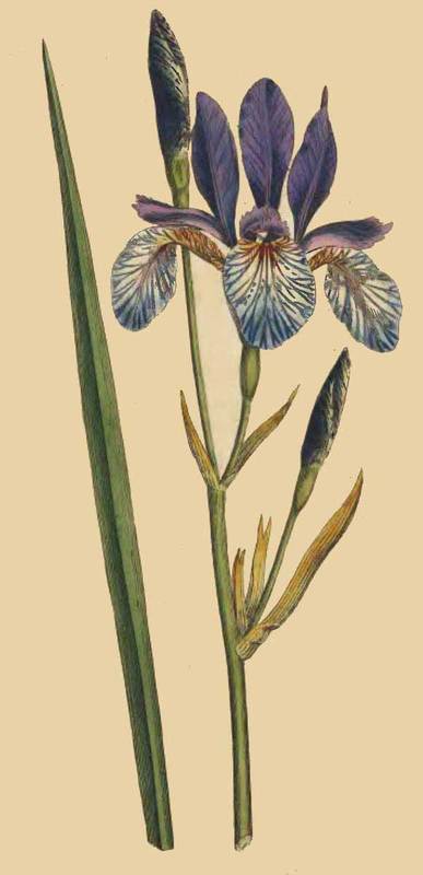 50 Iris sibirica Siberian Iris 
