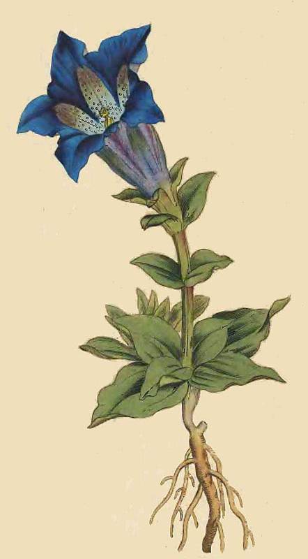 52 Gentiana Acaulis Large Flowered Gentian or Gent 