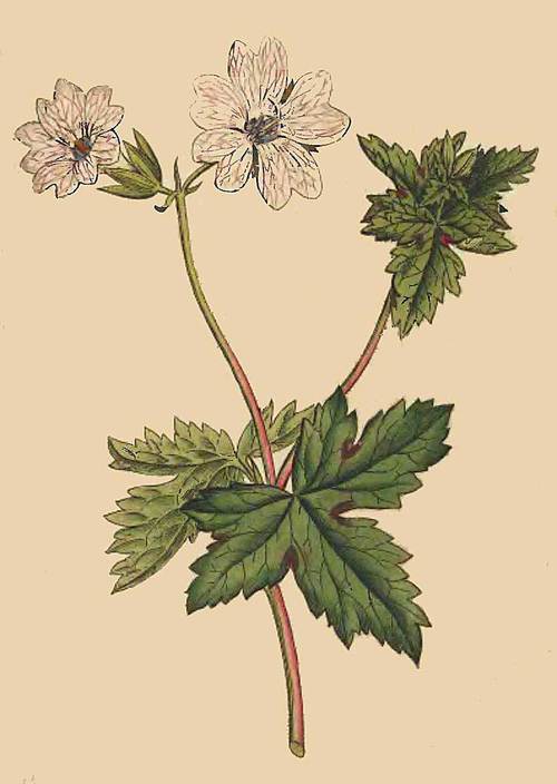 55 Geranium striatum Striped Geranium