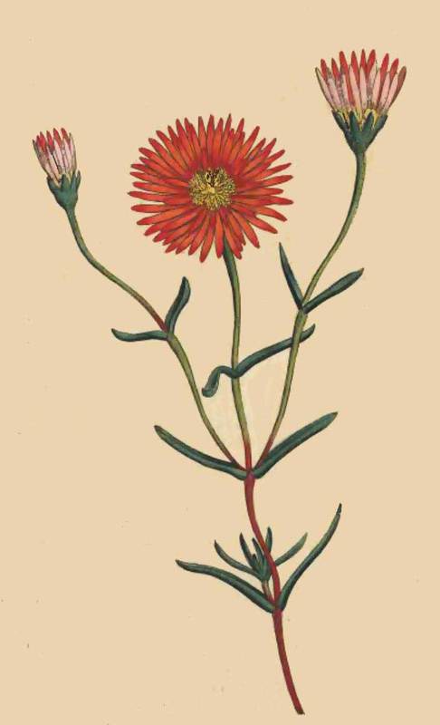 59 Mesembryanthemum Bicolorum Two Coloured Fig Mar