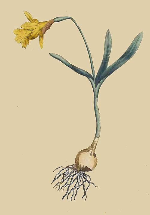 6 Narcissus Minor Least Daffodil 