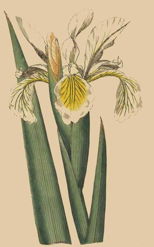 61 Iris ochroleuca Tall Iris