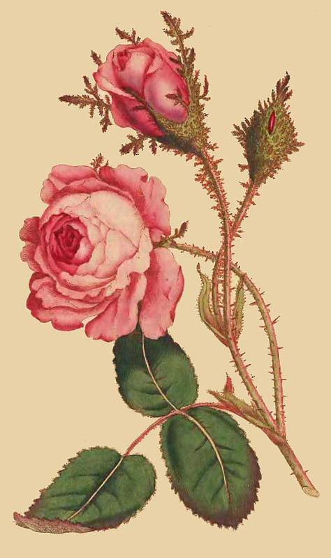 69 Rosa muscosa Moss Rose 