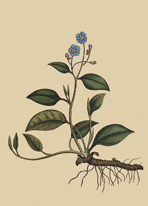 7 Cynoglossum Omphalodes Blue Navelwort