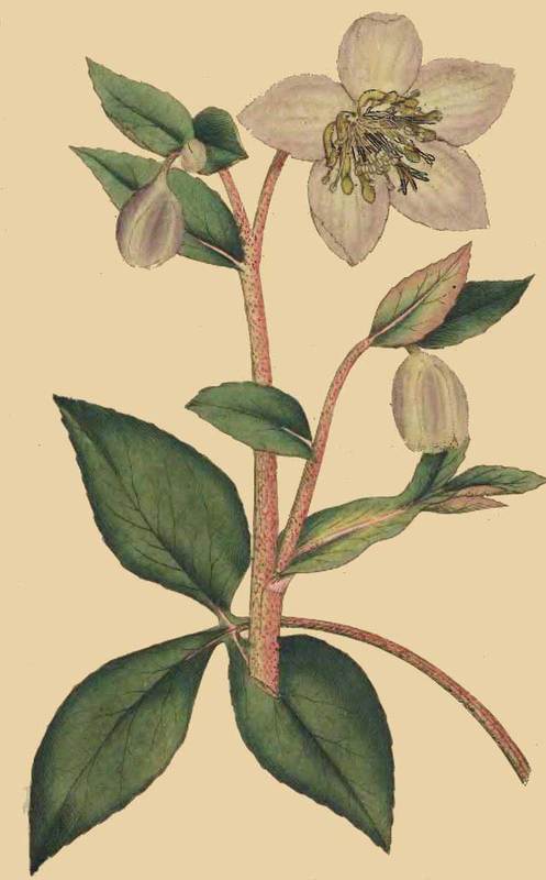72 Helleborus lividus Livid or purple Hellebore 