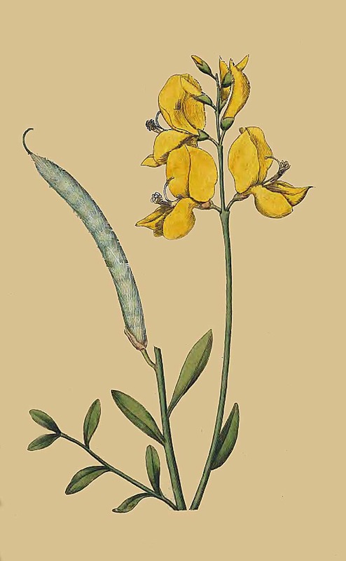 85 Spartium Jungeum Spanish Broom 