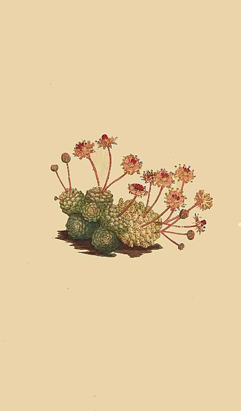93 Sempervivum Monanthes Dwarf Houseleek 