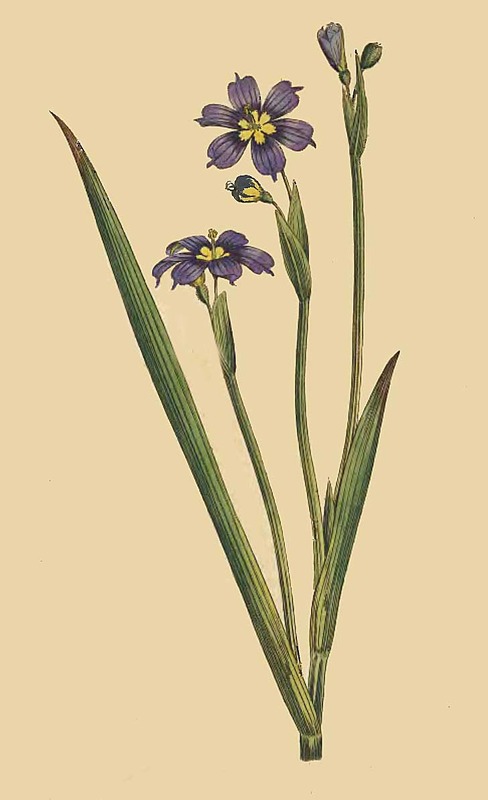 94 Sisyrinchium Irioides Iris Leaved Sisyrinchium 