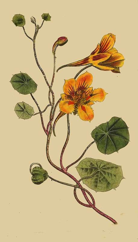 98 Tropaeolum Minus or Indian Cress 
