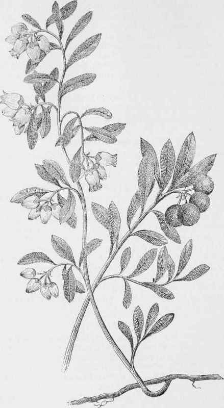 Bearberry (Arctostaphylos Uva ursi)