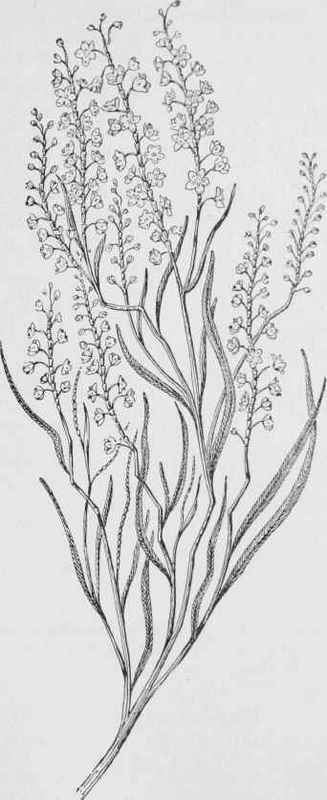 Coast jointweed (Polygomila articulata)