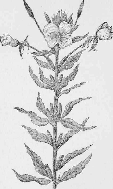 Common evening primrose (Oenothera biennis)