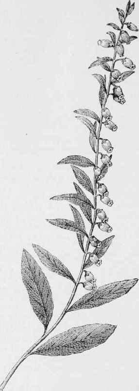 Dwarf Cassandra (C'hamaedaphne calyculata)