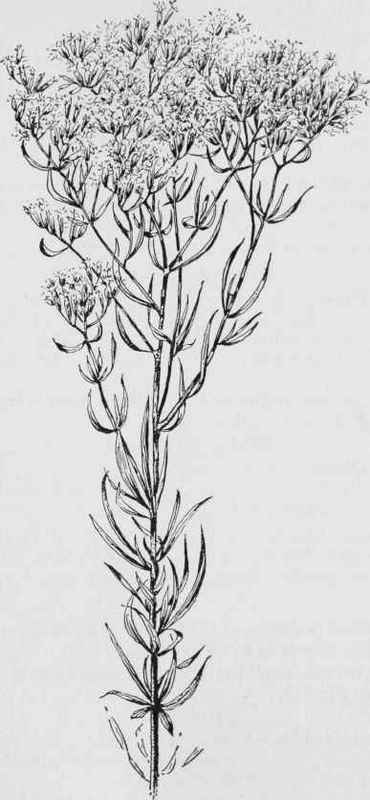 Hyssop Leaved thoroughwort (Eupatorium hyssopifoliiun)
