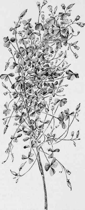 Lady's sorrel, yellow wood sorrel. (Oxalis corniculata)
